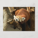 Zoek naar leuke rode panda posters Schattig