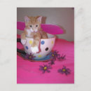 Zoek naar fee briefkaarten Kitten