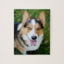 Zoek naar pembroke corgi puzzels Dog