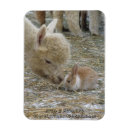 Zoek naar lama magneten Baby ' s