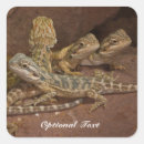 Zoek naar baby draak stickers Dier