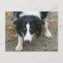 Zoek naar collie briefkaarten Schattig