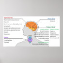 Zoek naar klier posters Fysiologie