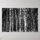 Zoek naar bos in zwart wit kunst Berk