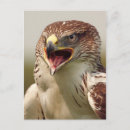 Zoek naar roofvogels briefkaarten Veren