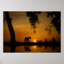 Zoek naar het paard posters Zonsondergang
