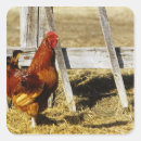 Zoek naar rode haan stickers Rood