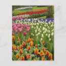 Zoek naar hyacint briefkaarten Tuin