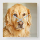 Zoek naar golden retriever puppy klokken Huisdier