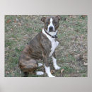 Zoek naar pitbull kunst Huisdier