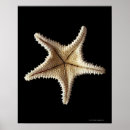 Zoek naar skeletten posters Dieren