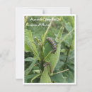 Zoek naar rups briefkaarten Trapezium