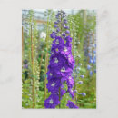 Zoek naar botanische tuin briefkaarten Veer
