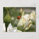 Zoek naar rosebud briefkaarten Bloem