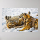 Zoek naar tijgers posters Baby tijger