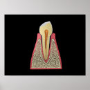 Zoek naar menselijke tanden posters Orthodontie