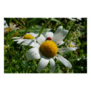 Zoek naar lieveheersbeestje kunst Natuur