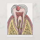 Zoek naar menselijk lichaamsdeel posters Wortel