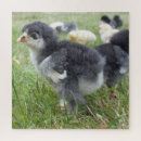 Zoek naar kip puzzels Pluimvee