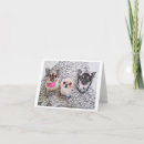 Zoek naar leuke chihuahua kaarten Cartoon