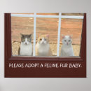 Zoek naar grappige kattenfoto posters Voor iedereen