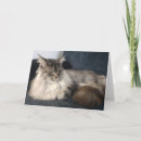 Zoek naar maine coon kaarten Dier