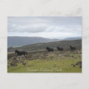 Zoek naar ponies briefkaarten Wild