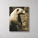 Zoek naar bruin beer kunst Grizzly