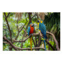 Zoek naar ara papegaai posters Tropische vogels