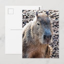 Zoek naar capybara briefkaarten South america