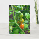 Zoek naar tomaten kaarten Elk persoon