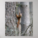 Zoek naar eekhoorn posters Natuur