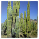 Zoek naar cactussen tegels Woestijn