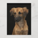 Zoek naar hond neus briefkaarten Honden