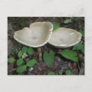Zoek naar mushroom briefkaarten Bos