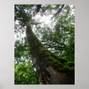 Zoek naar boomstam kunst Bomen