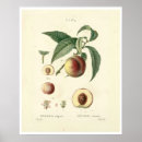 Zoek naar perzikboom posters Perziken
