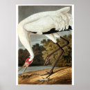 Zoek naar john james audubon posters Natuur