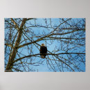 Zoek naar adelaars veren posters Foto