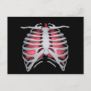 Zoek naar rib briefkaarten Anatomie