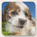 Zoek naar puppy onderzetters Kleurenbeeld