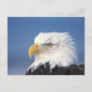 Zoek naar roofvogel briefkaarten Homer