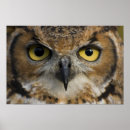 Zoek naar leuke uilen posters Vogel