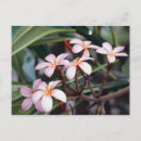 Zoek naar frangipani briefkaarten Bloesem