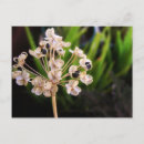 Zoek naar zaad briefkaarten Zaden