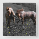Zoek naar stallion klokken Dieren