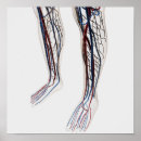 Zoek naar slagaders posters Fysiologie