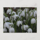 Zoek naar sneeuwklokjes briefkaarten Bloemen