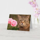 Zoek naar twee katten kaarten Elk persoon