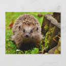 Zoek naar hedgehog briefkaarten Egel